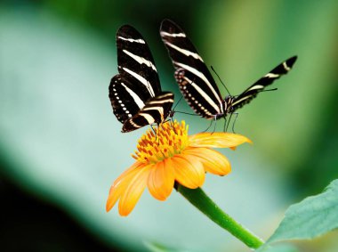 Bulanık arkaplana karşı sarı çiçek üzerinde Zebra Kelebekleri (Heliconius charithonia) çifti