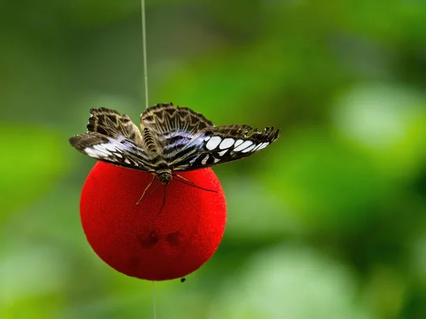 Papillon Zèbre Heliconius Charithonia Sur Globe Rouge Parfumé Sur Fond — Photo