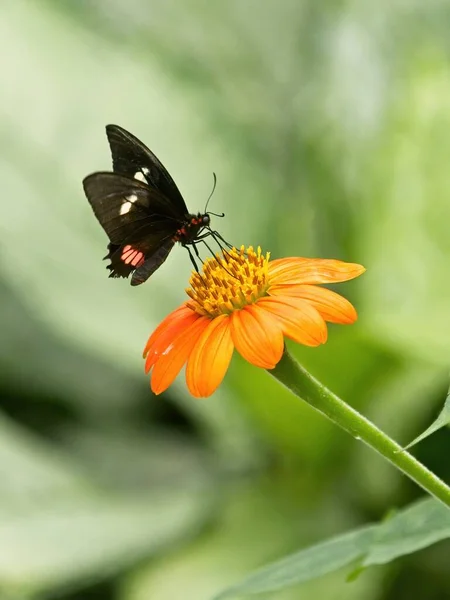 Borboleta Coração Gato Rosa Paeides Iphimadas Flor Amarela Contra Fundo — Fotografia de Stock