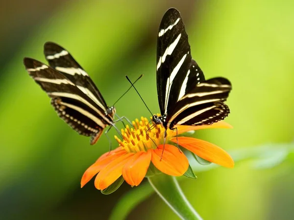 Pair Zebra Butterflies Heliconius Charithonia Yellow Flower Blurred Background — Stock Photo, Image