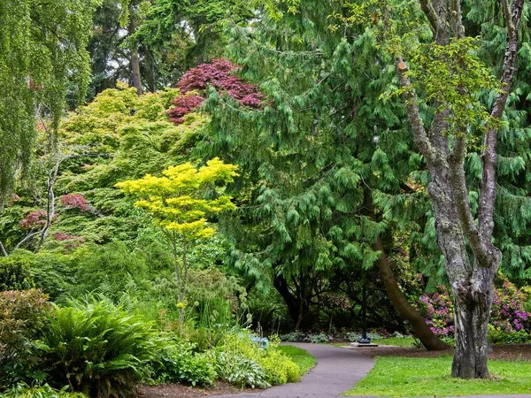 Séta Buja Nyilvános Beacon Hill Parkban Nyáron Victoria Vancouver Island — Stock Fotó