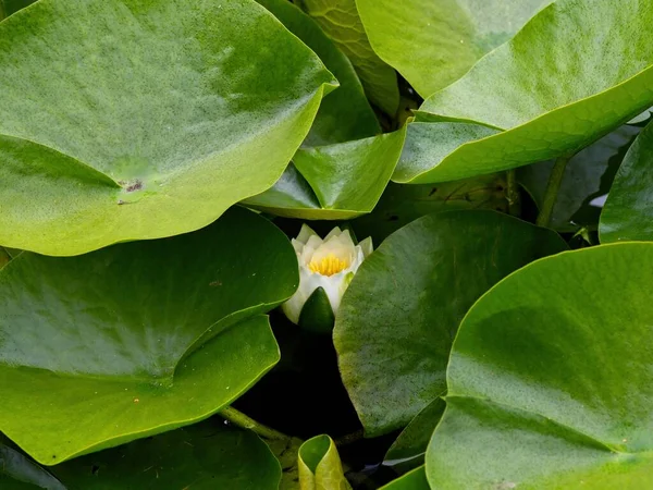 Water lilies starts opening up on the pond surface covered with green pads