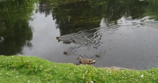 池塘里的小鸭子 — 图库视频影像