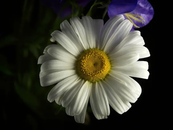 Chamomile Flower Head Studio Lighting — Stock Photo, Image