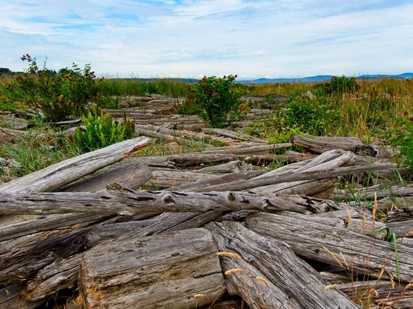 Kanada Nın Vancouver Adası Ndaki Island View Plajı Boyunca Uzanan — Stok fotoğraf