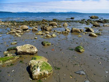 Island View Beach 'in Rocky sahili alçak gelgitte, Vancouver Adası, BC Kanada
