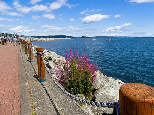 Sidney 'deki Vancouver Adası, Britanya Kolumbiyası, Kanada' da demirli yatlarla marina etrafında sakin bir yürüyüş.