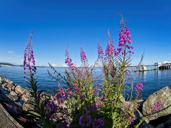 Hierba Fuego Floreciendo Orilla Sidney Isla Vancouver — Foto de Stock