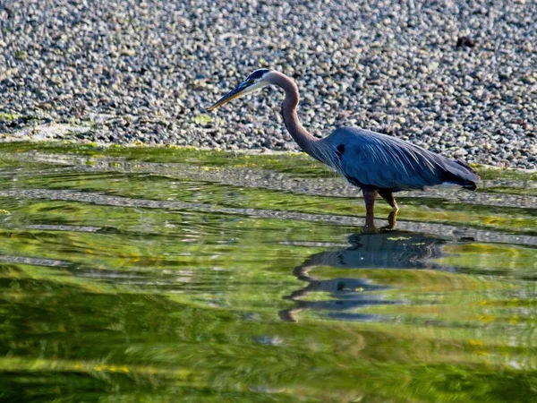 Blaureiher Watet Und Jagt Küstennähe Auf Vancouver Island British Columbia — Stockfoto