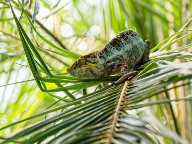 Bukalemun palmiye dalına tırmanıyor.