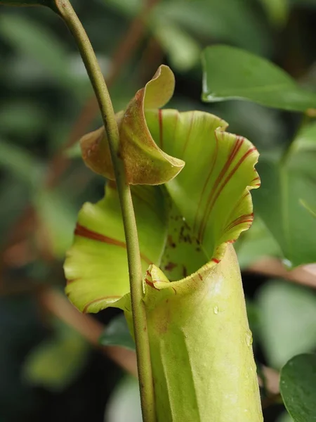 Carnívoro Jarro Planta Pendurada Entre Vegetação Exuberante — Fotografia de Stock