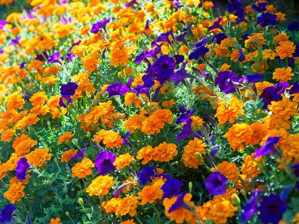 Flower Background Yellow Marigolds Purple Petunias — Stock Photo, Image