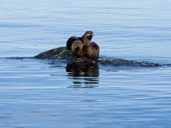 Two River Otters Playing Rock Water — Stock Photo, Image