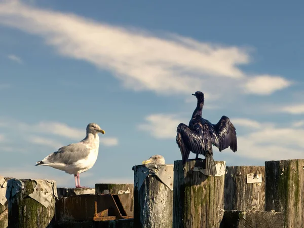 Pelagický Kormorán Phalacrocorax Pelagicus Suší Svá Křídla Vrcholku Tyče Břehu — Stock fotografie