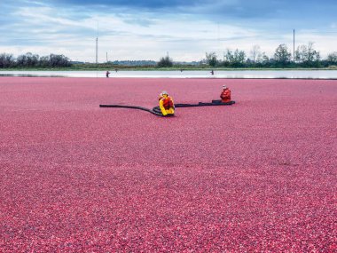 Cranberry bog during harvesting in the fall clipart
