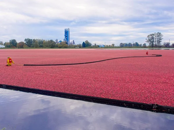 Cranberry Moeras Tijdens Het Oogsten Herfst — Stockfoto
