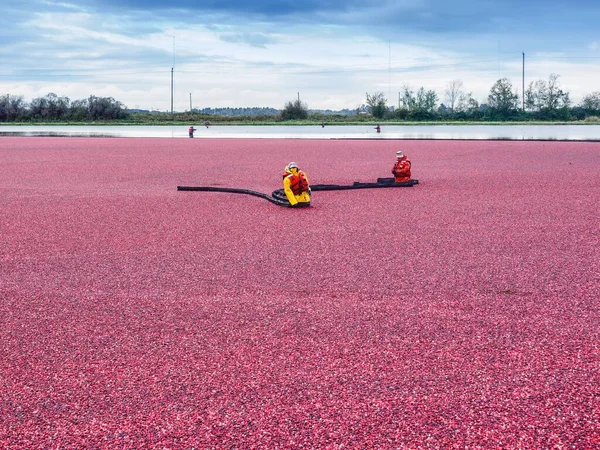 Cranberry Moeras Tijdens Het Oogsten Herfst — Stockfoto