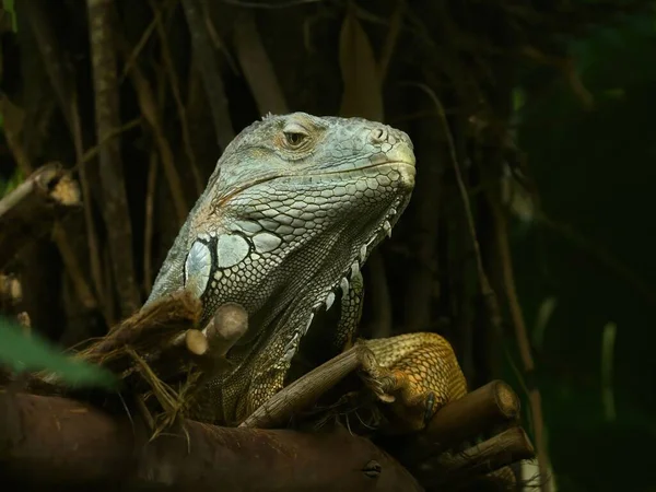 Green Iguana Iguana Iguana Szemkontaktus Kamerával Közelkép — Stock Fotó