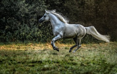 Güneş bir çayır genelinde dörtnala beyaz Arap aygırı