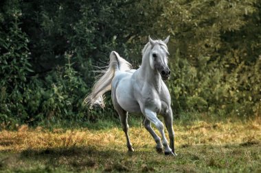 Güneş bir çayır genelinde dörtnala beyaz Arap aygırı