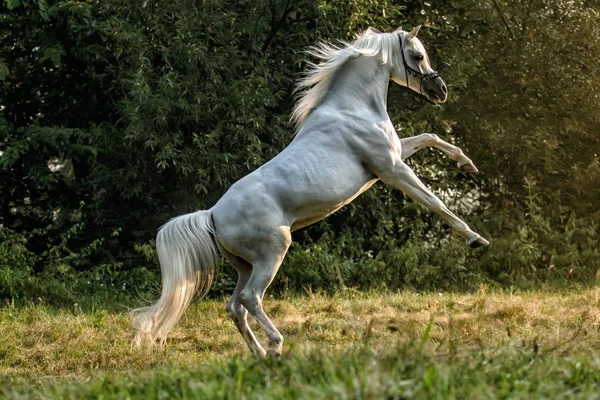 White Arabian Stallion Galloping Meadow Sun — Stock Photo, Image