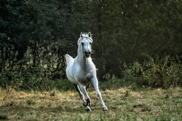 White Arabian Stallion Galloping Meadow Sun — Stock Photo, Image