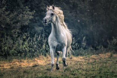 Güneş bir çayır genelinde dörtnala beyaz Arap aygırı