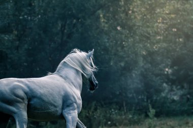 Güneş bir çayır genelinde dörtnala beyaz Arap aygırı