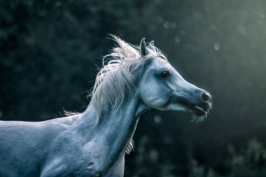 Güneş bir çayır genelinde dörtnala beyaz Arap aygırı