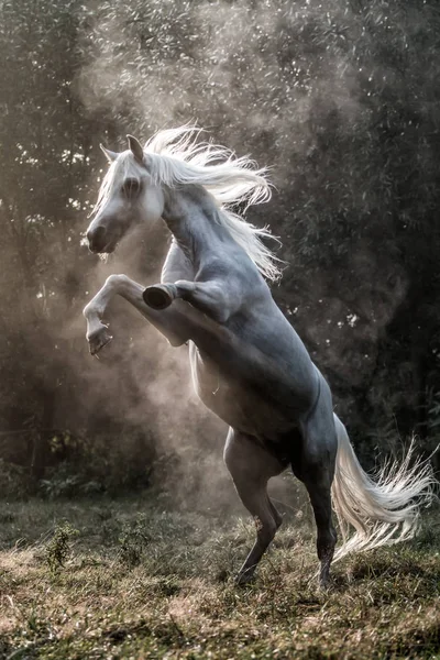 Étalon Arabe Blanc Galopant Travers Une Prairie Soleil — Photo