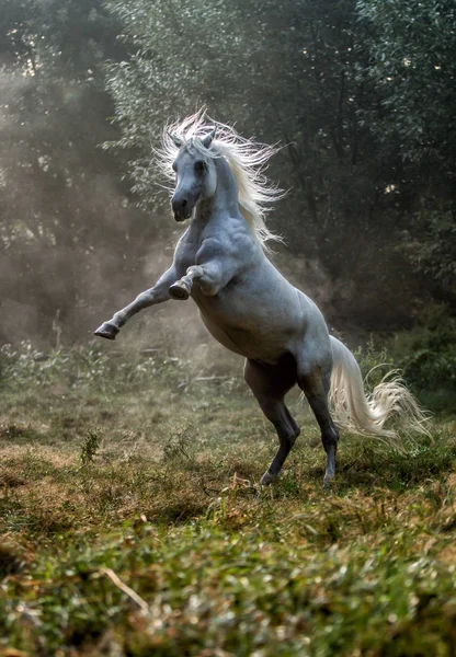 Armăsar Arab Alb Galopând Pajiște Soare — Fotografie, imagine de stoc