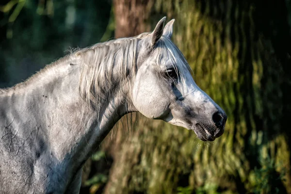 White Arabian Stallion Galloping Meadow Sun — Stock Photo, Image