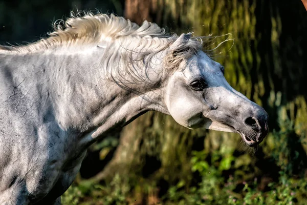 White Arabian Stallion Galloping Meadow Sun — Stock Photo, Image