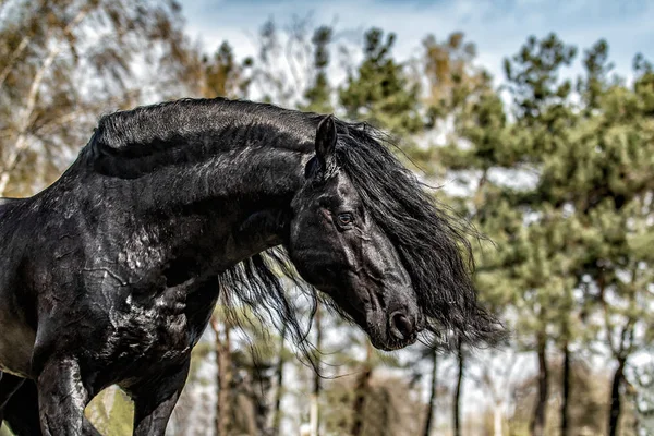 Güzel Siyah Damızlık Aygır — Stok fotoğraf