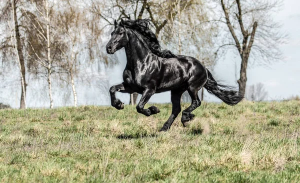 Garanhão Frísio Preto Bonito Garanhão — Fotografia de Stock