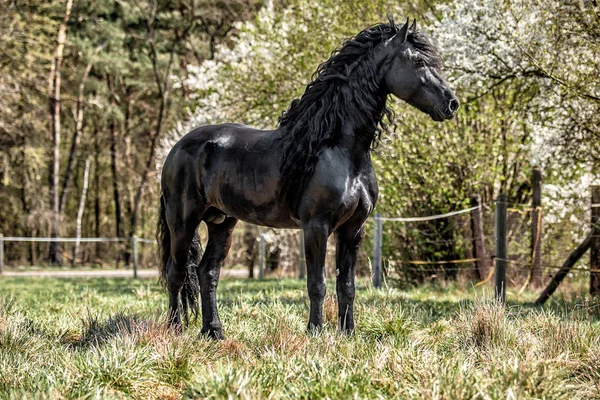 Beautiful Black Friesian Stud Stallion — Stock Photo, Image