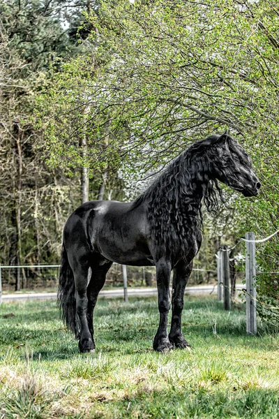 Bello Nero Friesian Stallone Stallone — Foto Stock