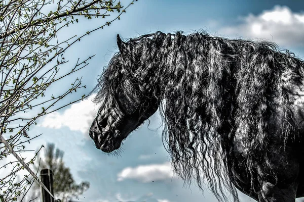 Garanhão Frísio Preto Bonito Garanhão — Fotografia de Stock