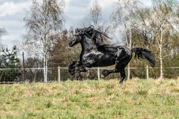 Garanhão Frísio Preto Bonito Garanhão — Fotografia de Stock