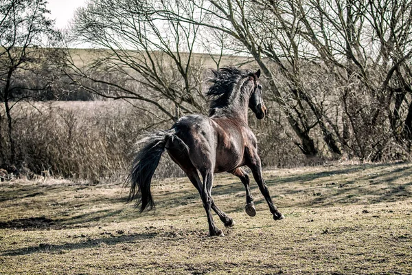 Andalusische Hengst Pura Raza Espanola Afspeler — Stockfoto