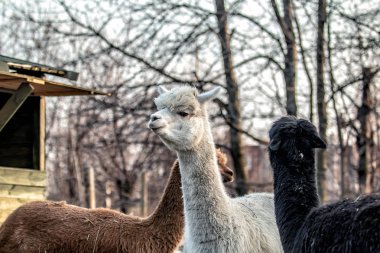 Alpaca doğada yürüyüş. Alpacas çim üzerinde otlatmak