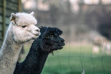 Alpaca doğada yürüyüş. Alpacas çim üzerinde otlatmak