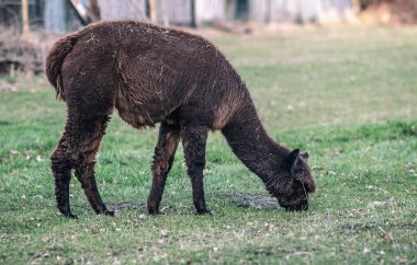 Alpaca doğada yürüyüş. Alpacas çim üzerinde otlatmak