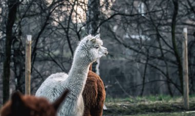 Alpaca doğada yürüyüş. Alpacas çim üzerinde otlatmak