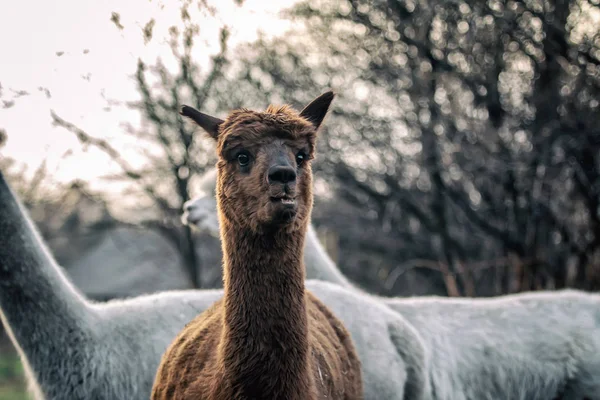 Alpaca Promenad Naturen Alpackor Betar Gräset — Stockfoto