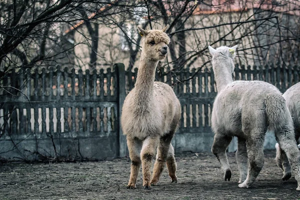 Alpaca Walk Nature Alpacas Graze Grass — Stock Photo, Image