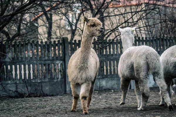 Alpaca Walk Nature Alpacas Graze Grass — Stock Photo, Image