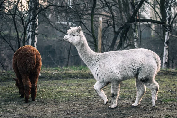 Alpaca Promenad Naturen Alpackor Betar Gräset — Stockfoto