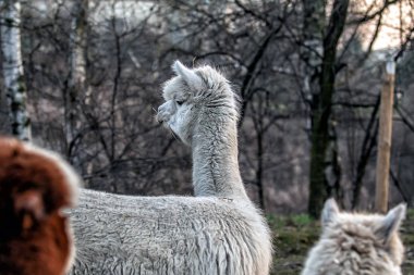 Alpaca doğada yürüyüş. Alpacas çim üzerinde otlatmak