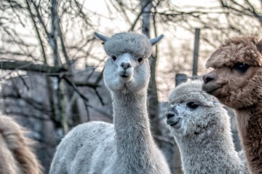Alpaca doğada yürüyüş. Alpacas çim üzerinde otlatmak